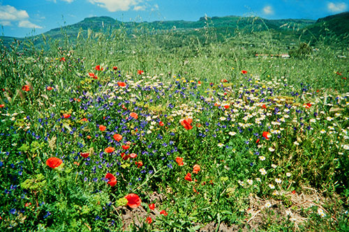 Frühling auf Sardinien