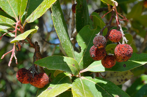 Erdbeerbaum