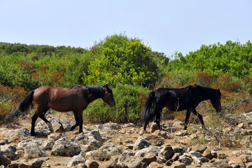 Wildpferde der Giara di Gesturi