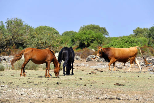 Wildpferde und Stiere auf der Giara di Gesturi