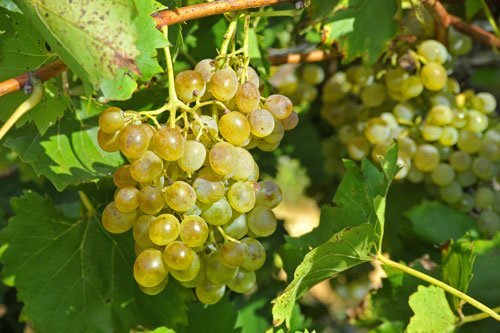 Weinanbau in der Gallura