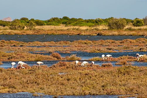 Flamingos